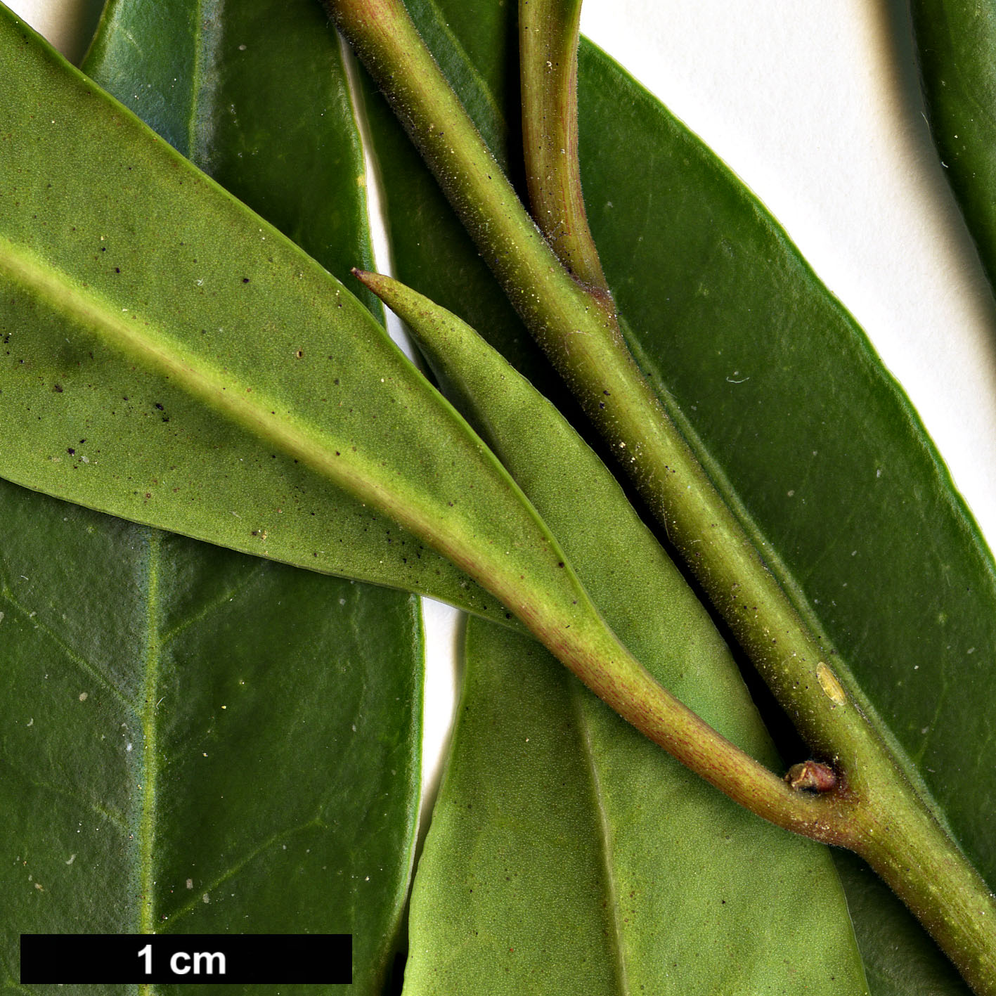 High resolution image: Family: Buxaceae - Genus: Sarcococca - Taxon: hookeriana - SpeciesSub: var. digyna